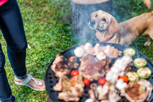 Sicherheit beim Grillen: Haustier neben Grill