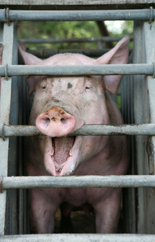 Schweinefleisch ungesund: Massentierhaltung ist abzulehnen